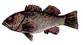 Black Sea Bass