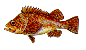 Copper Rockcod