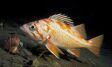 Bottomfish - lingcod, rockcod, cabezon, pile perch
