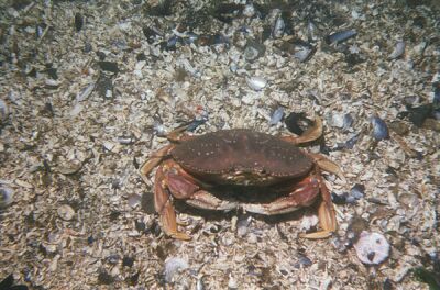 Fast Moving Dungeness Crab