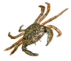 Non-Native Green Crab
