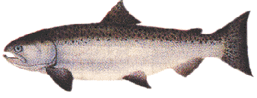 The Chinook