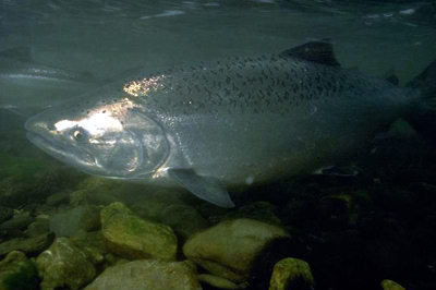 Pre Spawn Chinook